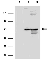 Immunoprecipitation from RIP Lysate:<br />Representative lot data.<br />RIP lysate from HeLa cells (2 X 106 cell equivalents per IP) was subjected to immunoprecipitation using 0.5 µg of either a normal mouse IgG, (Part # CS200621), or Anti-EF1α antibody (Part # CS204384). Precipitated proteins (Lane 1: mouse IgG, Lane 2: anti-EF1α) and HeLa whole cell lysate (Lane 3) were resolved by electrophoresis, transferred to nitrocellulose and probed with anti-EF1α antibody (Part # CS204384, 1.0 µg/mL). <br />Proteins were visualized using One-Step™ IP-Western kit (GenScript Cat. # L00232). <br /><br />Arrow indicates EF1α.<br />